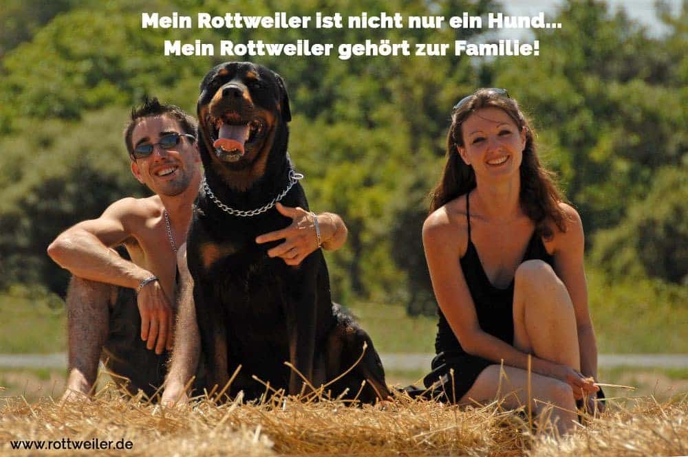 Rottweiler Zitate Und Sprüche