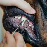 Die Zähne eines Rottweilers werden beim Arzt kontrolliert. Welche Krankheiten sind typisch für den Rottweiler?