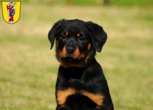 Mehr über den Artikel erfahren Rottweiler Züchter und Welpen in Altötting