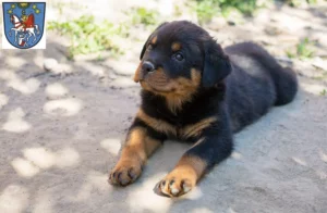 Mehr über den Artikel erfahren Rottweiler Züchter und Welpen in Bad Ems