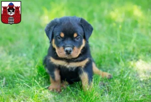 Mehr über den Artikel erfahren Rottweiler Züchter und Welpen in Bad Kissingen