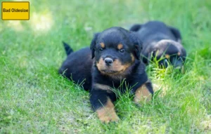 Mehr über den Artikel erfahren Rottweiler Züchter und Welpen in Bad Oldesloe