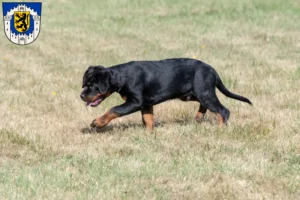 Mehr über den Artikel erfahren Rottweiler Züchter und Welpen in Bergheim