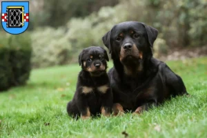 Mehr über den Artikel erfahren Rottweiler Züchter und Welpen in Bochum