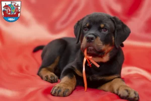 Mehr über den Artikel erfahren Rottweiler Züchter und Welpen in Bremerhaven