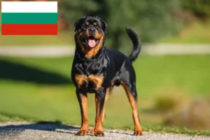 Mehr über den Artikel erfahren Rottweiler Züchter und Welpen in Bulgarien
