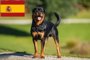 Mehr über den Artikel erfahren Rottweiler Züchter und Welpen in Spanien