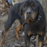 Rotti ELLIOT: ist ruhig, verträglich mit Hunden, treu und loyal zu seinen Menschen, ein Schatz