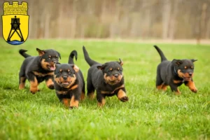 Mehr über den Artikel erfahren Rottweiler Züchter und Welpen in Cuxhaven