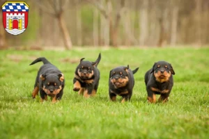 Mehr über den Artikel erfahren Rottweiler Züchter und Welpen in Deggendorf