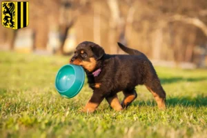 Mehr über den Artikel erfahren Rottweiler Züchter und Welpen in Dresden