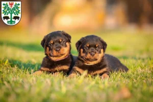 Mehr über den Artikel erfahren Rottweiler Züchter und Welpen in Eberswalde