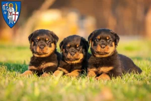 Mehr über den Artikel erfahren Rottweiler Züchter und Welpen in Eisenach