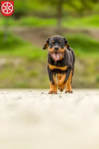 Mehr über den Artikel erfahren Rottweiler Züchter und Welpen in Erfurt