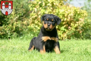 Mehr über den Artikel erfahren Rottweiler Züchter und Welpen in Eschwege