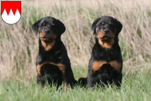 Mehr über den Artikel erfahren Rottweiler Züchter und Welpen in Franken