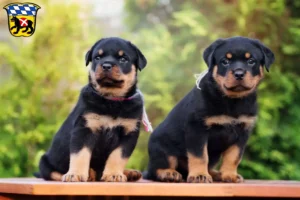 Mehr über den Artikel erfahren Rottweiler Züchter und Welpen in Freising