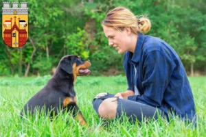 Mehr über den Artikel erfahren Rottweiler Züchter und Welpen in Herford