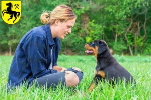 Mehr über den Artikel erfahren Rottweiler Züchter und Welpen in Herne