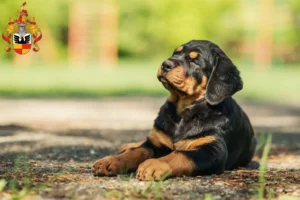 Mehr über den Artikel erfahren Rottweiler Züchter und Welpen in Hildesheim