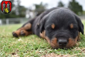 Mehr über den Artikel erfahren Rottweiler Züchter und Welpen in Hof (Saale)