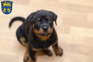 Mehr über den Artikel erfahren Rottweiler Züchter und Welpen in Homberg (Efze)