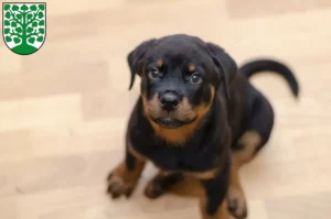 Mehr über den Artikel erfahren Rottweiler Züchter und Welpen in Homburg