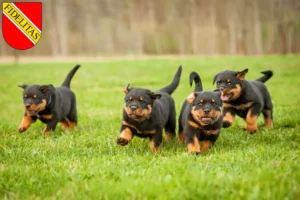 Mehr über den Artikel erfahren Rottweiler Züchter und Welpen in Karlsruhe