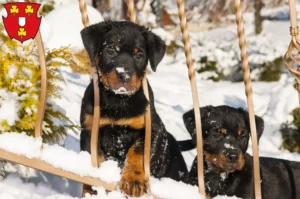 Mehr über den Artikel erfahren Rottweiler Züchter und Welpen in Kleve