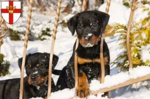 Mehr über den Artikel erfahren Rottweiler Züchter und Welpen in Koblenz