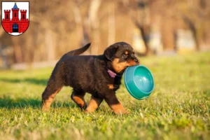 Mehr über den Artikel erfahren Rottweiler Züchter und Welpen in Köthen (Anhalt)