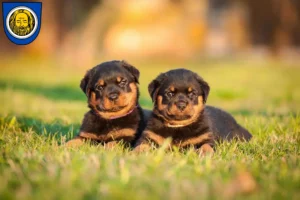 Mehr über den Artikel erfahren Rottweiler Züchter und Welpen in Künzelsau