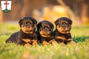 Mehr über den Artikel erfahren Rottweiler Züchter und Welpen in Landsberg am Lech