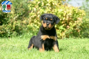 Mehr über den Artikel erfahren Rottweiler Züchter und Welpen in Lindau