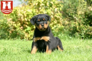 Mehr über den Artikel erfahren Rottweiler Züchter und Welpen in Linz