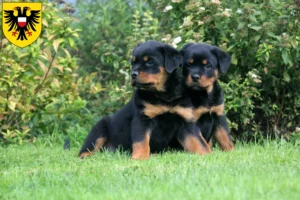 Mehr über den Artikel erfahren Rottweiler Züchter und Welpen in Lübeck