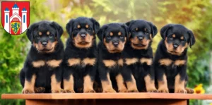 Mehr über den Artikel erfahren Rottweiler Züchter und Welpen in Lüneburg