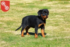 Mehr über den Artikel erfahren Rottweiler Züchter und Welpen in Mainz