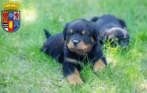 Mehr über den Artikel erfahren Rottweiler Züchter und Welpen in Mülheim an der Ruhr