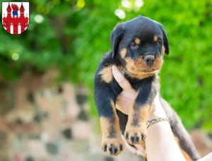 Mehr über den Artikel erfahren Rottweiler Züchter und Welpen in Neubrandenburg