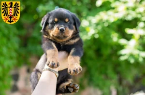 Mehr über den Artikel erfahren Rottweiler Züchter und Welpen in Neuenburg