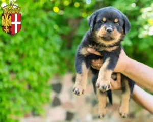 Mehr über den Artikel erfahren Rottweiler Züchter und Welpen in Neuss