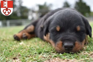 Mehr über den Artikel erfahren Rottweiler Züchter und Welpen in Obwalden