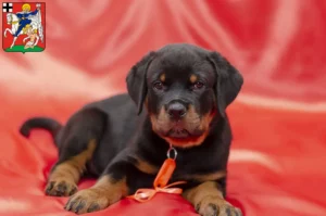 Mehr über den Artikel erfahren Rottweiler Züchter und Welpen in Olpe