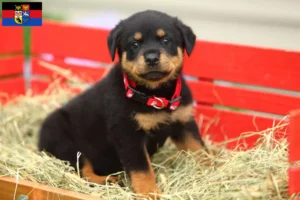 Mehr über den Artikel erfahren Rottweiler Züchter und Welpen in Ostfriesland