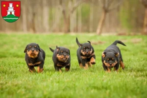 Mehr über den Artikel erfahren Rottweiler Züchter und Welpen in Pinneberg