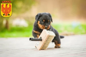 Mehr über den Artikel erfahren Rottweiler Züchter und Welpen in Potsdam