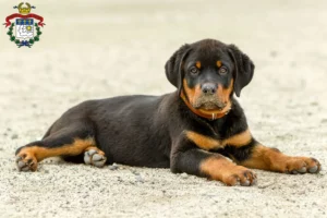 Mehr über den Artikel erfahren Rottweiler Züchter und Welpen in Saarlouis