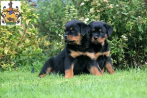 Mehr über den Artikel erfahren Rottweiler Züchter und Welpen in Schleiz