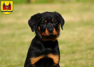 Mehr über den Artikel erfahren Rottweiler Züchter und Welpen in Schwelm